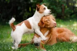 CÃES NO JARDIM