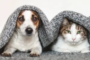 CÃO E GATO