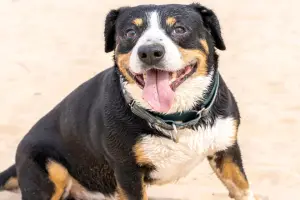 CÃO PRETO E BRANCO DE COLEIRA
