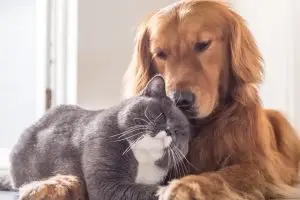 CÃO E GATO
