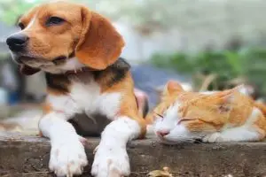 CÃO E GATO NO MURO