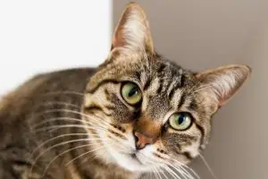 GATO PARDO