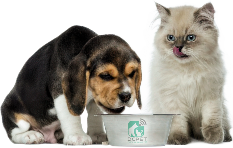 BEAGLE E PERSA COMENDO RAÇÃO